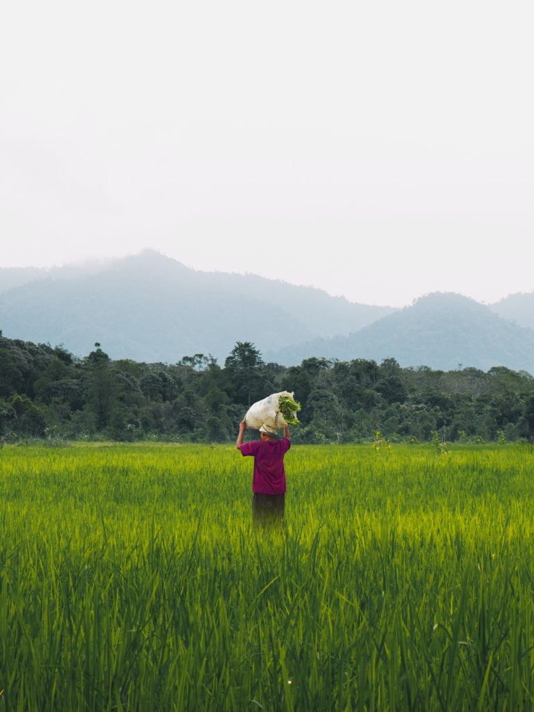 A woman walking through a green field.