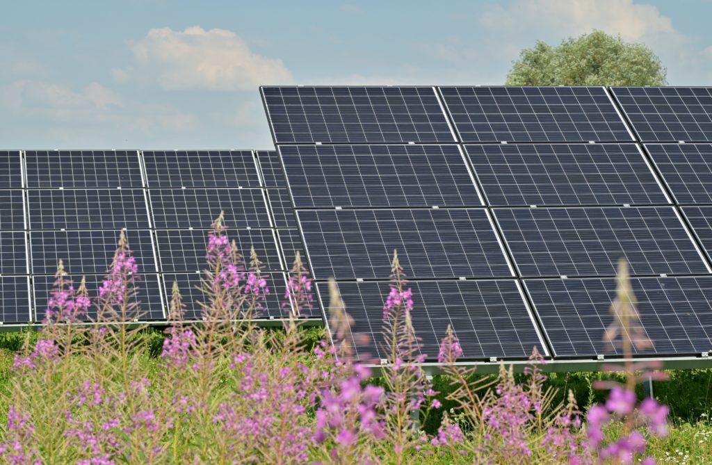Solutions overview: Solar panels generating renewable energy in a field adorned with beautiful purple flowers.