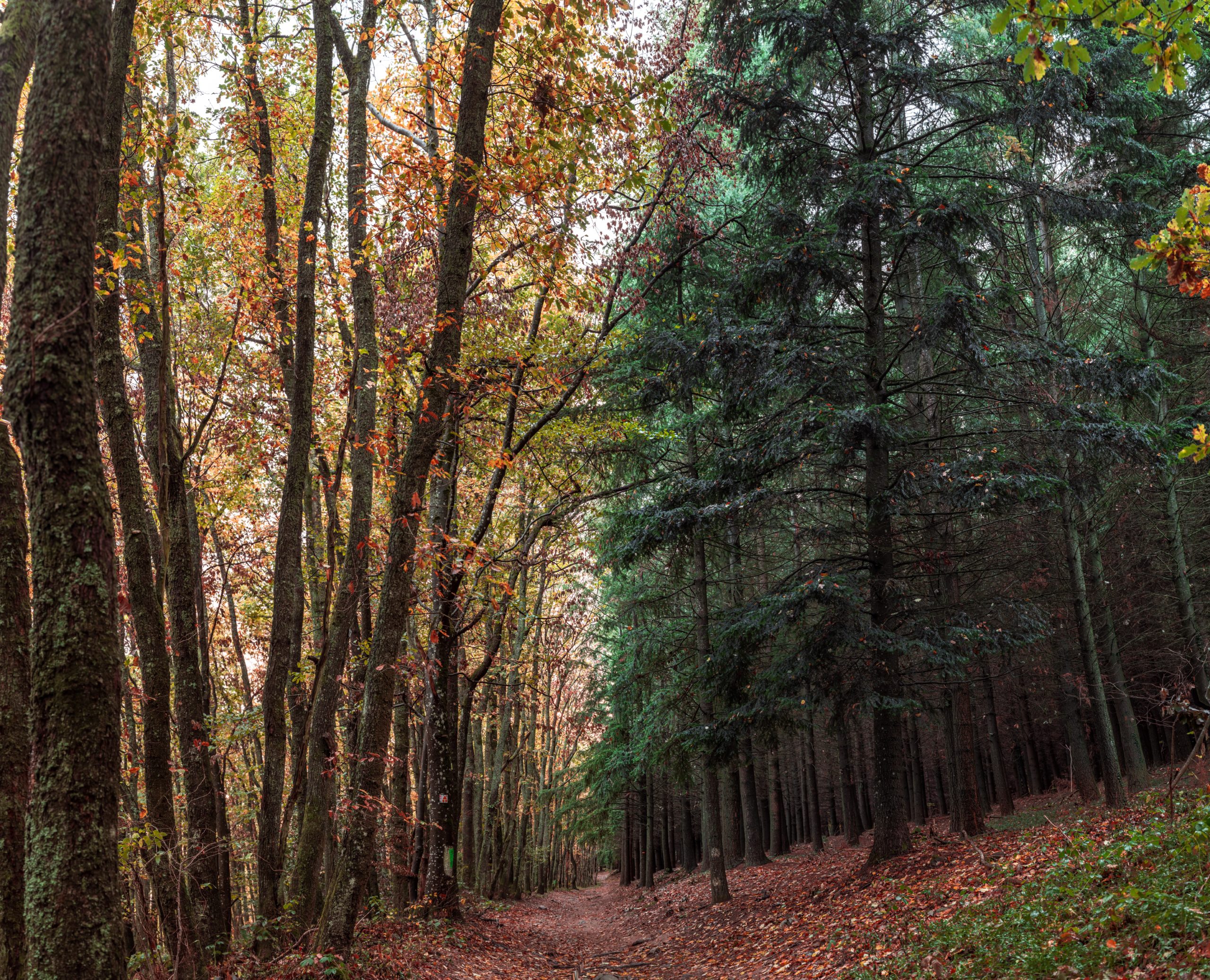 A trail in the woods with leaves on it, showcasing the natural beauty and diversity of ecosystems.