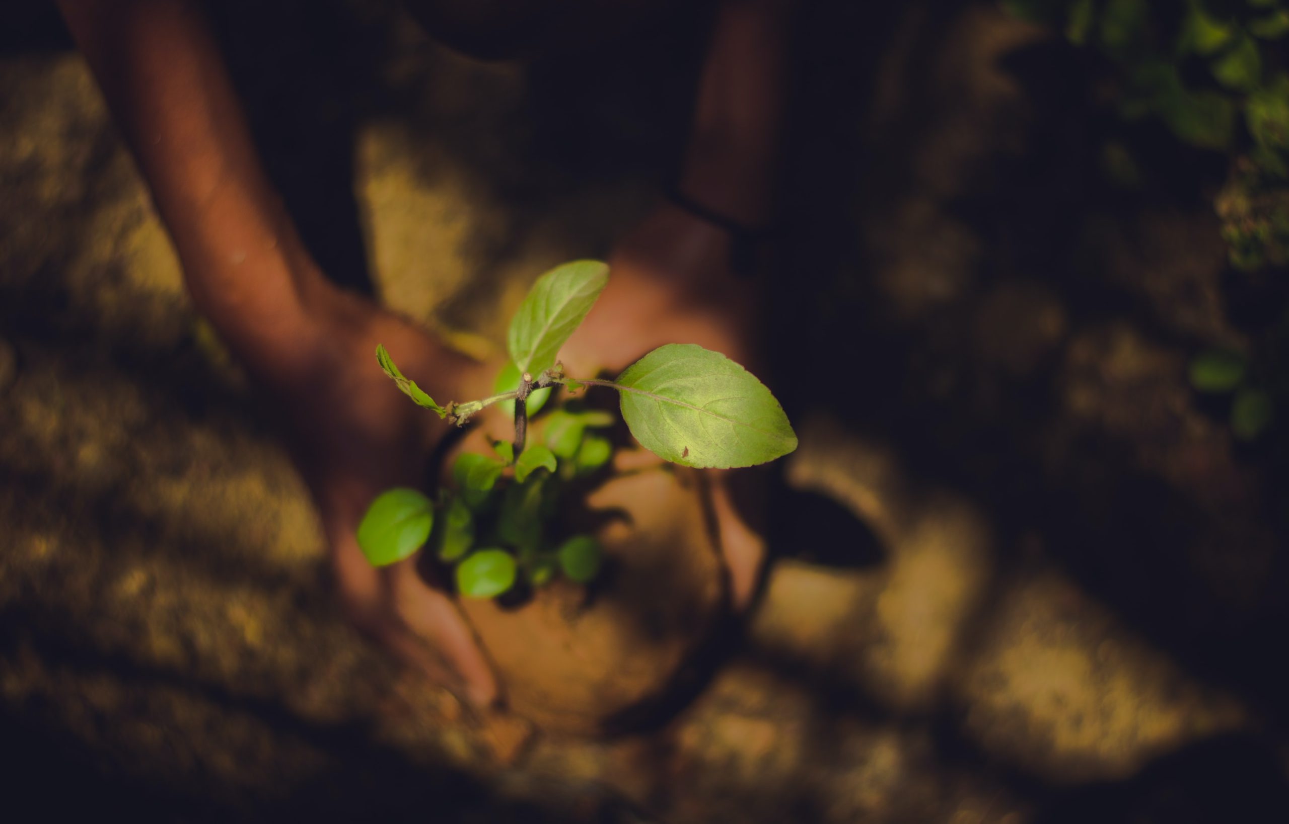 An inspiring person is holding a plant in the dirt, showcasing an encouraging example.