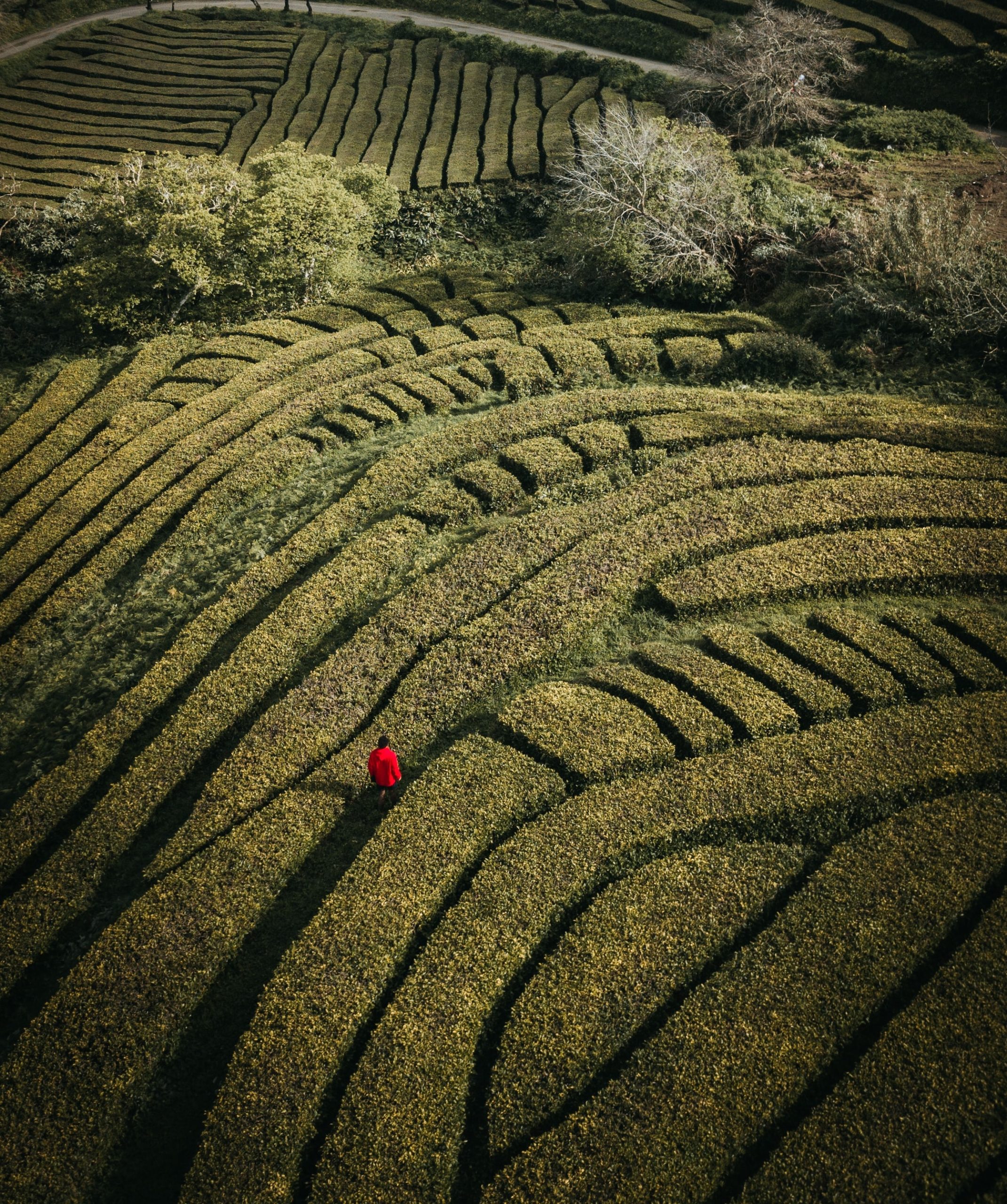 A captivating aerial view captures a man strolling through a lush tea field.